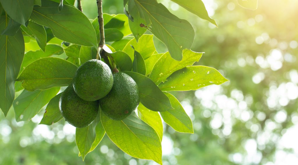 Guacamole importeur Corny Bakers Guacamole